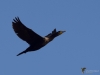 Filename=275_fotowilga~43.JPG
Filesize=159KB
Dimensions=700x525
Date added=May 12, 2019 275_fotowilga~43.JPG