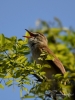 Filename=275_fotowilga~44.JPG
Filesize=262KB
Dimensions=525x700
Date added=Jun 10, 2019 275_fotowilga~44.JPG
