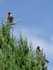 Filename=275_fotowilga~45.JPG
Filesize=294KB
Dimensions=525x700
Date added=Jul 29, 2019 275_fotowilga~45.JPG