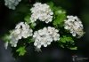 Filename=276_fotowilga~30.JPG
Filesize=237KB
Dimensions=700x493
Date added=Nov 20, 2017 276_fotowilga~30.JPG