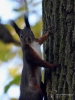 Filename=276_fotowilga~32.JPG
Filesize=281KB
Dimensions=525x700
Date added=Mar 13, 2018 276_fotowilga~32.JPG