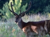 Filename=276_fotowilga~34.JPG
Filesize=283KB
Dimensions=700x525
Date added=Aug 24, 2018 276_fotowilga~34.JPG