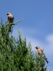 Filename=276_fotowilga~35.JPG
Filesize=302KB
Dimensions=525x700
Date added=Jul 31, 2019 276_fotowilga~35.JPG