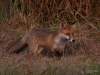 Filename=277__fotowilga.JPG
Filesize=343KB
Dimensions=700x525
Date added=Oct 10, 2018 277__fotowilga.JPG