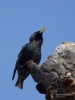 Filename=277_fotowilga~34.JPG
Filesize=233KB
Dimensions=525x700
Date added=Jun 30, 2019 277_fotowilga~34.JPG