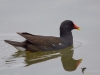 Filename=277_fotowilga~36.JPG
Filesize=198KB
Dimensions=700x525
Date added=Nov 14, 2019 277_fotowilga~36.JPG