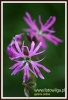 277_fotowilga~4.JPG
