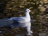 278_fotowilga~42.JPG