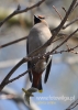 Filename=278_fotowilga~6.JPG
Filesize=77KB
Dimensions=343x480
Date added=Feb 11, 2015 278_fotowilga~6.JPG