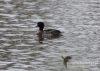 Filename=279_fotowilga~19.JPG
Filesize=128KB
Dimensions=640x457
Date added=May 09, 2016 279_fotowilga~19.JPG