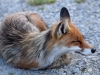Filename=280_fotowilga~37.JPG
Filesize=331KB
Dimensions=700x525
Date added=Dec 09, 2019 280_fotowilga~37.JPG