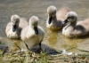 280_fotowilga~39.JPG