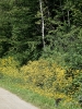 Filename=280_fotowilga~43.JPG
Filesize=534KB
Dimensions=525x700
Date added=Dec 25, 2019 280_fotowilga~43.JPG