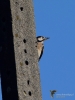 Filename=281_fotowilga~19.JPG
Filesize=278KB
Dimensions=525x700
Date added=Jan 24, 2019 281_fotowilga~19.JPG
