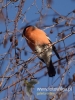 Filename=281_fotowilga~23.JPG
Filesize=72KB
Dimensions=360x480
Date added=Dec 28, 2016 281_fotowilga~23.JPG