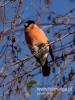 Filename=282_fotowilga~24.JPG
Filesize=75KB
Dimensions=360x480
Date added=Mar 08, 2017 282_fotowilga~24.JPG