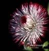 Filename=282_fotowilga~28.JPG
Filesize=89KB
Dimensions=462x480
Date added=Oct 11, 2017 282_fotowilga~28.JPG