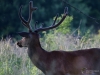 Filename=282_fotowilga~34.JPG
Filesize=261KB
Dimensions=700x525
Date added=Aug 24, 2018 282_fotowilga~34.JPG