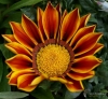 Filename=283_fotowilga~26.JPG
Filesize=367KB
Dimensions=700x644
Date added=Jun 02, 2017 283_fotowilga~26.JPG
