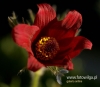 Filename=284_fotowilga~20.JPG
Filesize=75KB
Dimensions=549x480
Date added=Mar 31, 2017 284_fotowilga~20.JPG