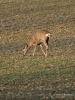284_fotowilga~26.JPG