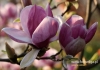 Filename=285_fotowilga~25.JPG
Filesize=88KB
Dimensions=640x452
Date added=May 08, 2016 285_fotowilga~25.JPG