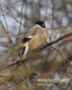 Filename=285_fotowilga~28.JPG
Filesize=60KB
Dimensions=384x480
Date added=Dec 05, 2016 285_fotowilga~28.JPG