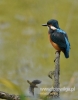 Filename=286_fotowilga~20.JPG
Filesize=64KB
Dimensions=377x480
Date added=Aug 24, 2015 286_fotowilga~20.JPG