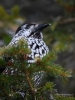 Filename=286_fotowilga~30.JPG
Filesize=265KB
Dimensions=525x700
Date added=Apr 26, 2019 286_fotowilga~30.JPG