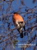 Filename=286_fotowilga~33.JPG
Filesize=74KB
Dimensions=360x480
Date added=Feb 15, 2017 286_fotowilga~33.JPG