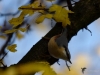 Filename=286_fotowilga~40.JPG
Filesize=231KB
Dimensions=700x525
Date added=Dec 01, 2017 286_fotowilga~40.JPG