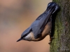 Filename=286_fotowilga~45.JPG
Filesize=252KB
Dimensions=700x525
Date added=Dec 02, 2018 286_fotowilga~45.JPG