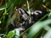 Filename=286_fotowilga~46.JPG
Filesize=245KB
Dimensions=700x525
Date added=May 05, 2019 286_fotowilga~46.JPG