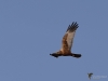 Filename=286_fotowilga~47.JPG
Filesize=172KB
Dimensions=700x525
Date added=Jun 29, 2019 286_fotowilga~47.JPG