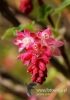 Filename=286_fotowilga~9.JPG
Filesize=85KB
Dimensions=381x540
Date added=May 12, 2014 286_fotowilga~9.JPG