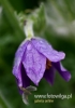 Filename=287_fotowilga~15.JPG
Filesize=60KB
Dimensions=339x480
Date added=Oct 25, 2015 287_fotowilga~15.JPG