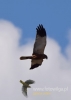 Filename=287_fotowilga~29.JPG
Filesize=32KB
Dimensions=343x480
Date added=Jul 07, 2016 287_fotowilga~29.JPG