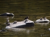 Filename=287_fotowilga~52.JPG
Filesize=284KB
Dimensions=700x525
Date added=Dec 27, 2019 287_fotowilga~52.JPG