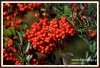 Filename=288_fotowilga~10.JPG
Filesize=135KB
Dimensions=640x440
Date added=Jan 12, 2015 288_fotowilga~10.JPG