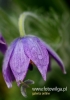 Filename=288_fotowilga~26.JPG
Filesize=61KB
Dimensions=339x480
Date added=May 06, 2016 288_fotowilga~26.JPG