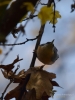 Filename=288_fotowilga~35.JPG
Filesize=215KB
Dimensions=525x700
Date added=Dec 02, 2017 288_fotowilga~35.JPG