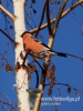 Filename=288_fotowilga~37.JPG
Filesize=66KB
Dimensions=360x480
Date added=Dec 14, 2017 288_fotowilga~37.JPG