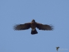 Filename=288_fotowilga~47.JPG
Filesize=177KB
Dimensions=700x525
Date added=Nov 19, 2019 288_fotowilga~47.JPG