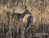 Filename=289_fotowilga~18.JPG
Filesize=174KB
Dimensions=611x480
Date added=Dec 29, 2015 289_fotowilga~18.JPG