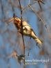 Filename=290_fotowilga~22.JPG
Filesize=72KB
Dimensions=357x480
Date added=Dec 29, 2015 290_fotowilga~22.JPG