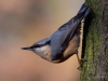 Filename=290_fotowilga~41.JPG
Filesize=246KB
Dimensions=700x525
Date added=Nov 29, 2018 290_fotowilga~41.JPG