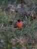 Filename=290_fotowilga~42.JPG
Filesize=308KB
Dimensions=525x700
Date added=Apr 16, 2019 290_fotowilga~42.JPG