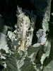 Filename=290_fotowilga~43.JPG
Filesize=279KB
Dimensions=525x700
Date added=May 05, 2019 290_fotowilga~43.JPG