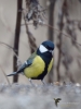 290_fotowilga~54.JPG
