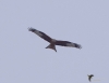 290_fotowilga~55.JPG